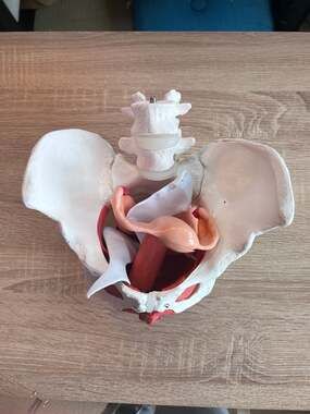 Female Pelvis Model with Pelvic Floor Muscles Perineal Model Female Anatomy